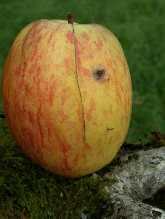 05 Pomme 'Sonnette' Fruit 21 octobre 2009.